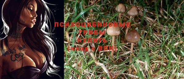 мяу мяу мука Абаза